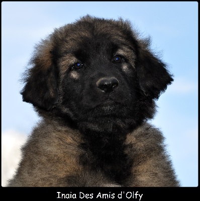 des Amis d'Olfy - Chiots Fantine/King