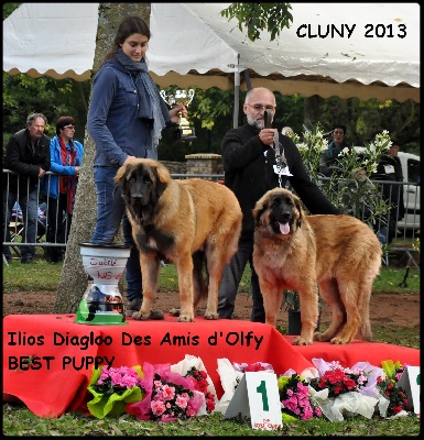 des Amis d'Olfy - cluny 2013