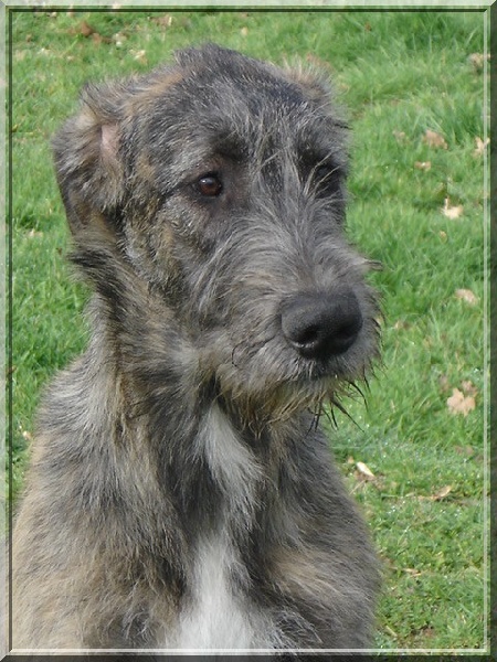 Baccara of friends de l'arc-en-ciel à nageoires