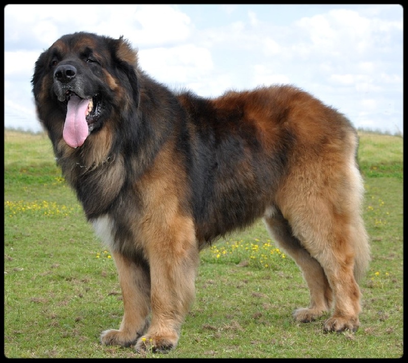 CH. Ballisto quimm charme byzance dit balkim du Mont de Gaïa