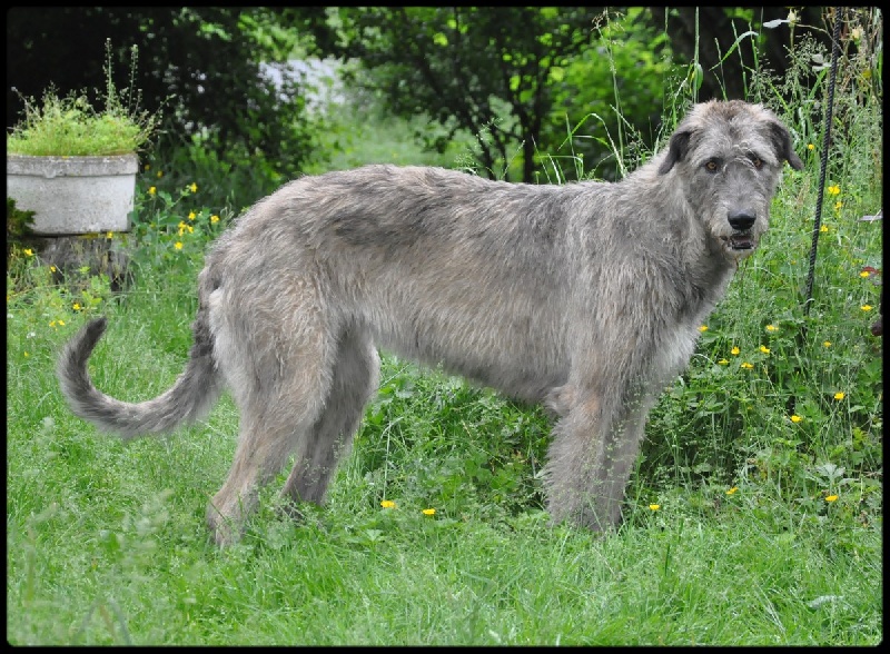 Geisha des Amis d'Olfy