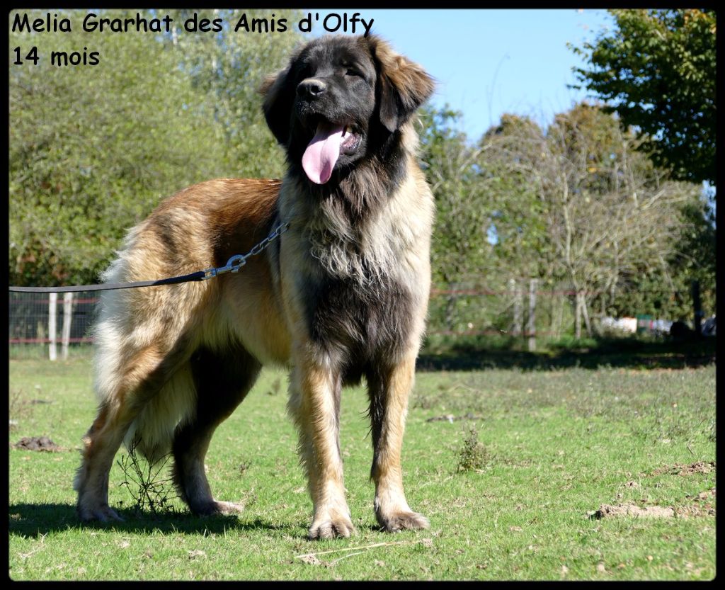Melia grarhat des Amis d'Olfy