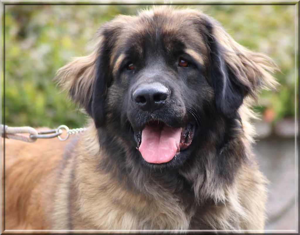 Nirvana wind sand and stars des Amis d'Olfy