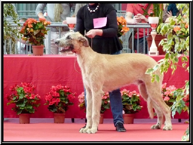 des Amis d'Olfy - expo de Limoges