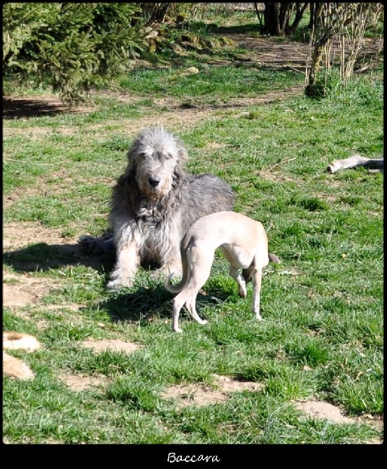 des Amis d'Olfy - RIP BACCARA