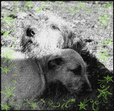 des Amis d'Olfy - Meileurs voeux 2014
