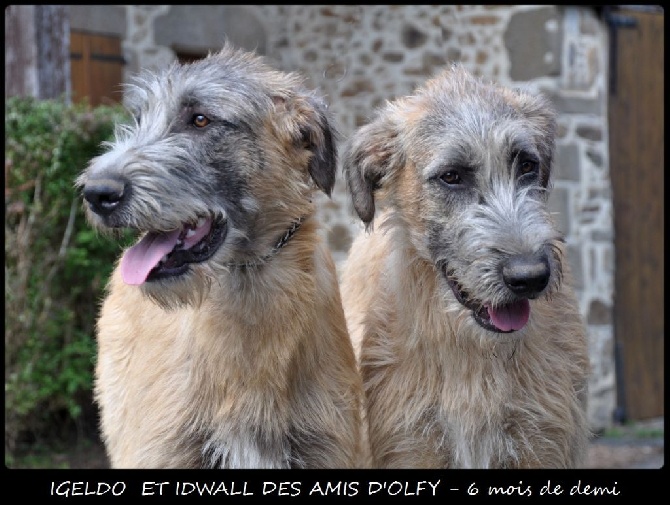 des Amis d'Olfy - les 2 freres