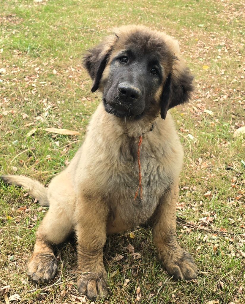 des Amis d'Olfy - Chiots disponibles - Leonberger