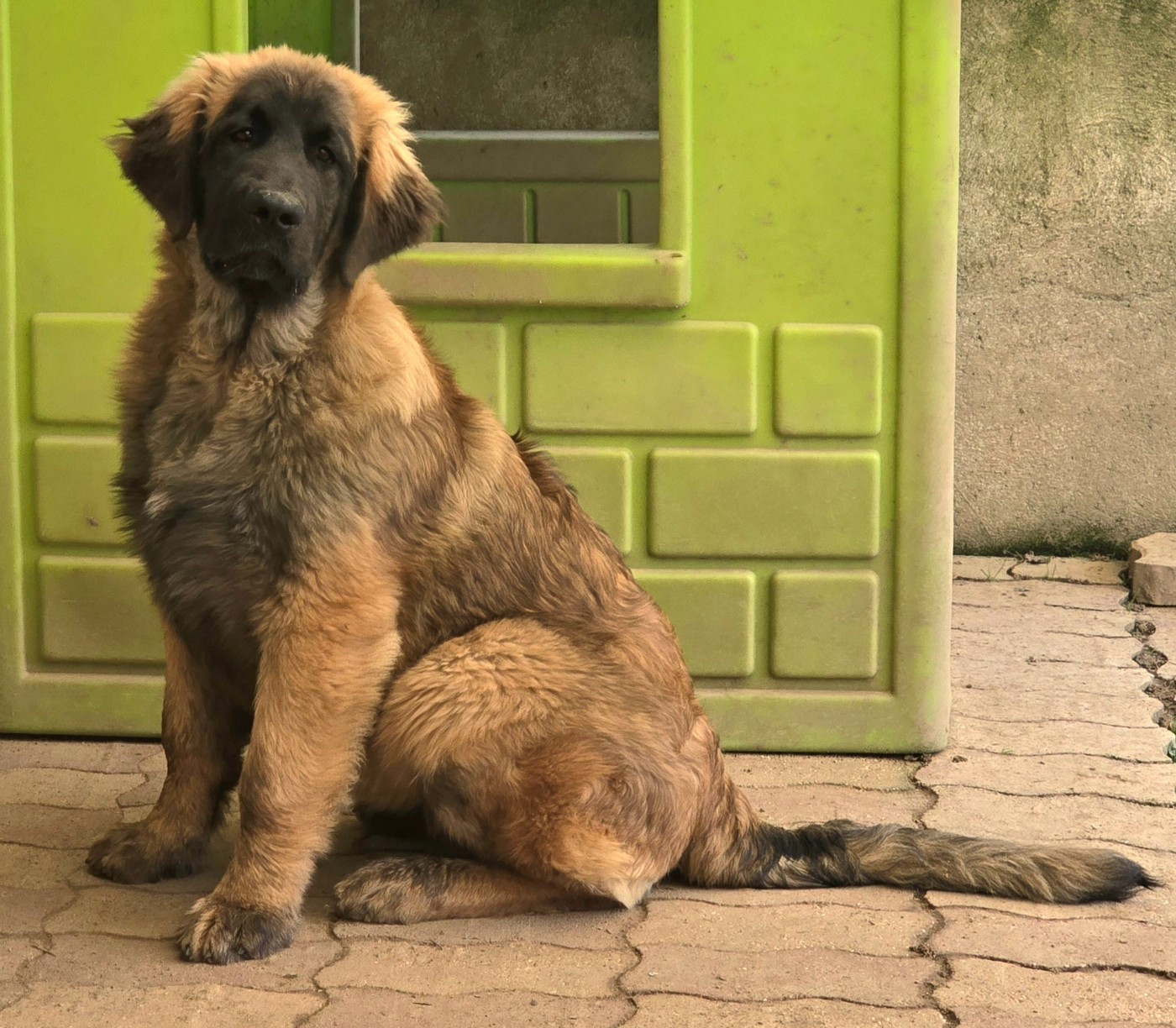 des Amis d'Olfy - Chiots disponibles - Leonberger