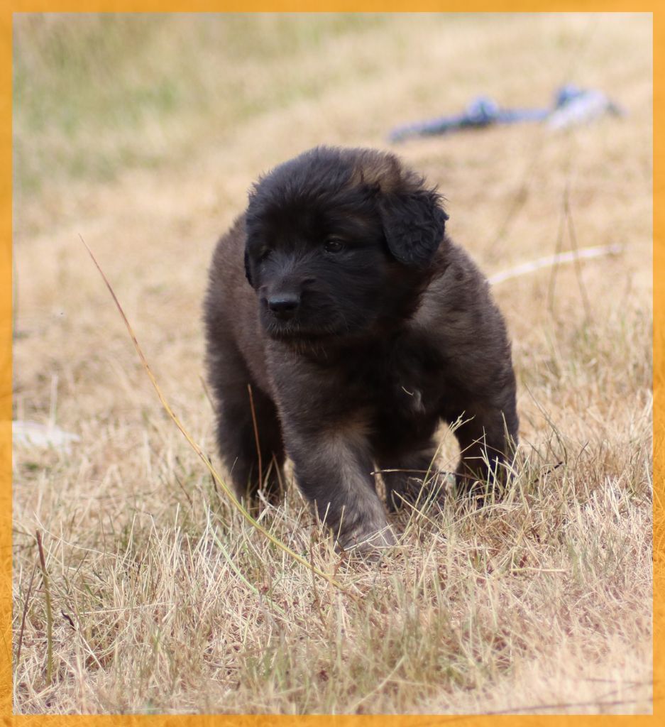 des Amis d'Olfy - Chiots disponibles - Leonberger