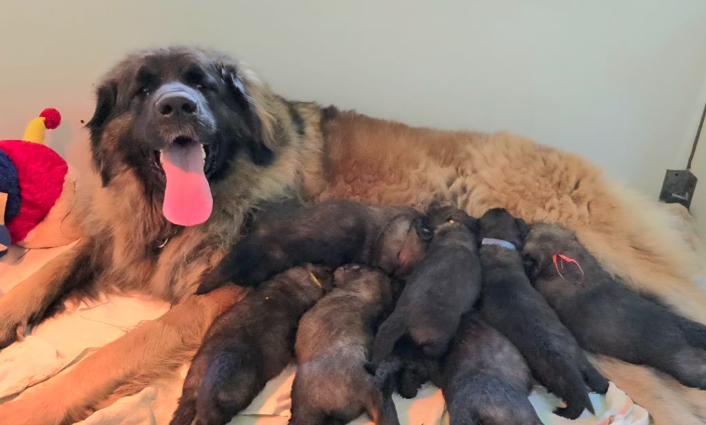 Chiot Leonberger des Amis d'Olfy