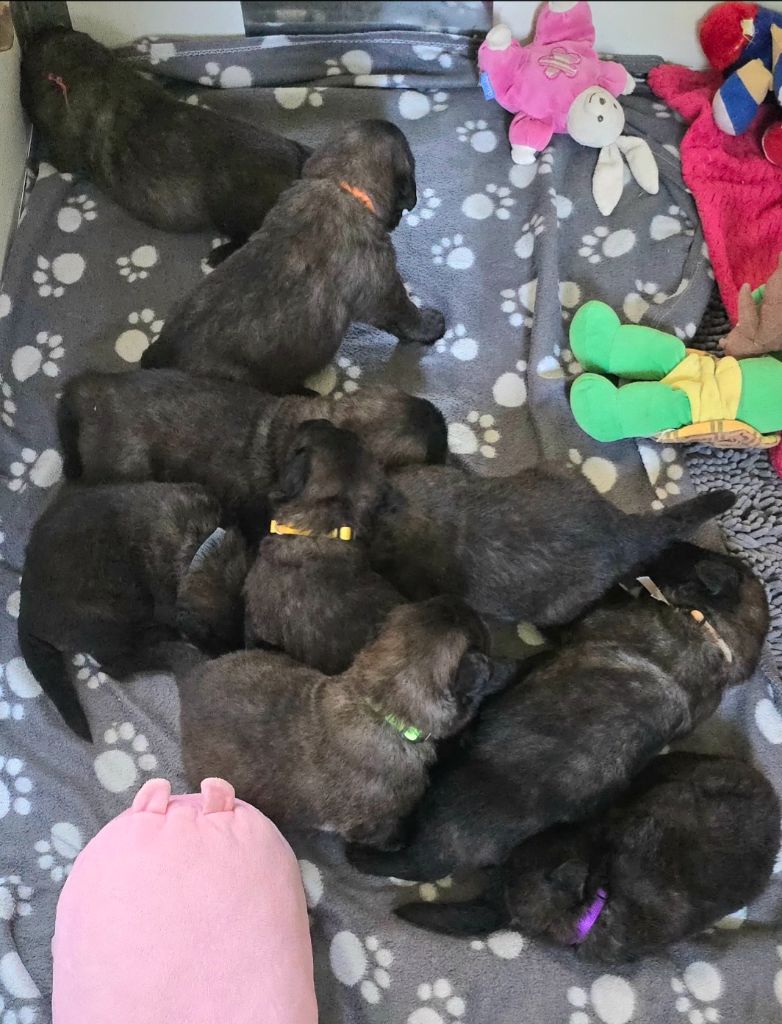 des Amis d'Olfy - Chiots disponibles - Leonberger
