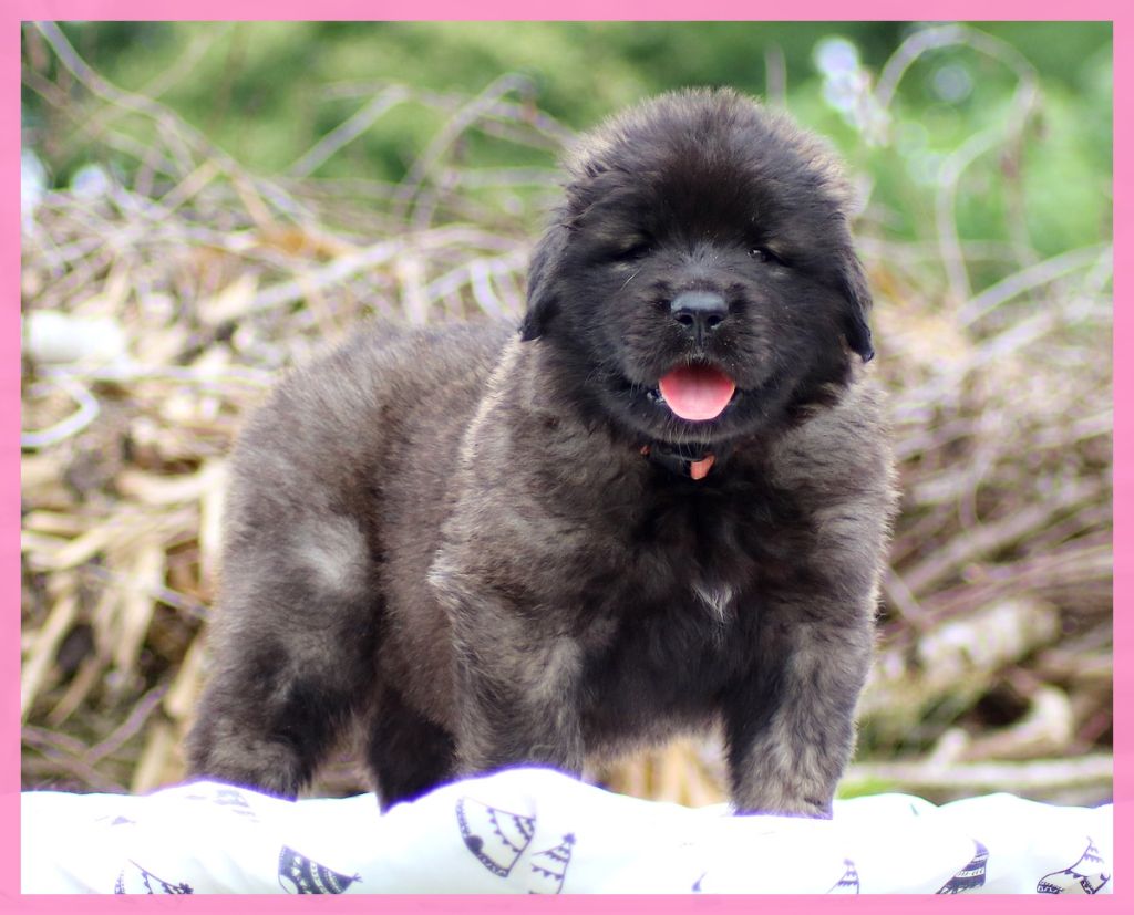 des Amis d'Olfy - Chiots disponibles - Leonberger