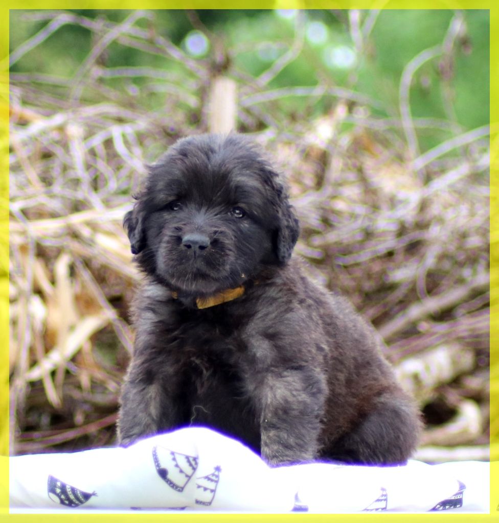 des Amis d'Olfy - Chiots disponibles - Leonberger