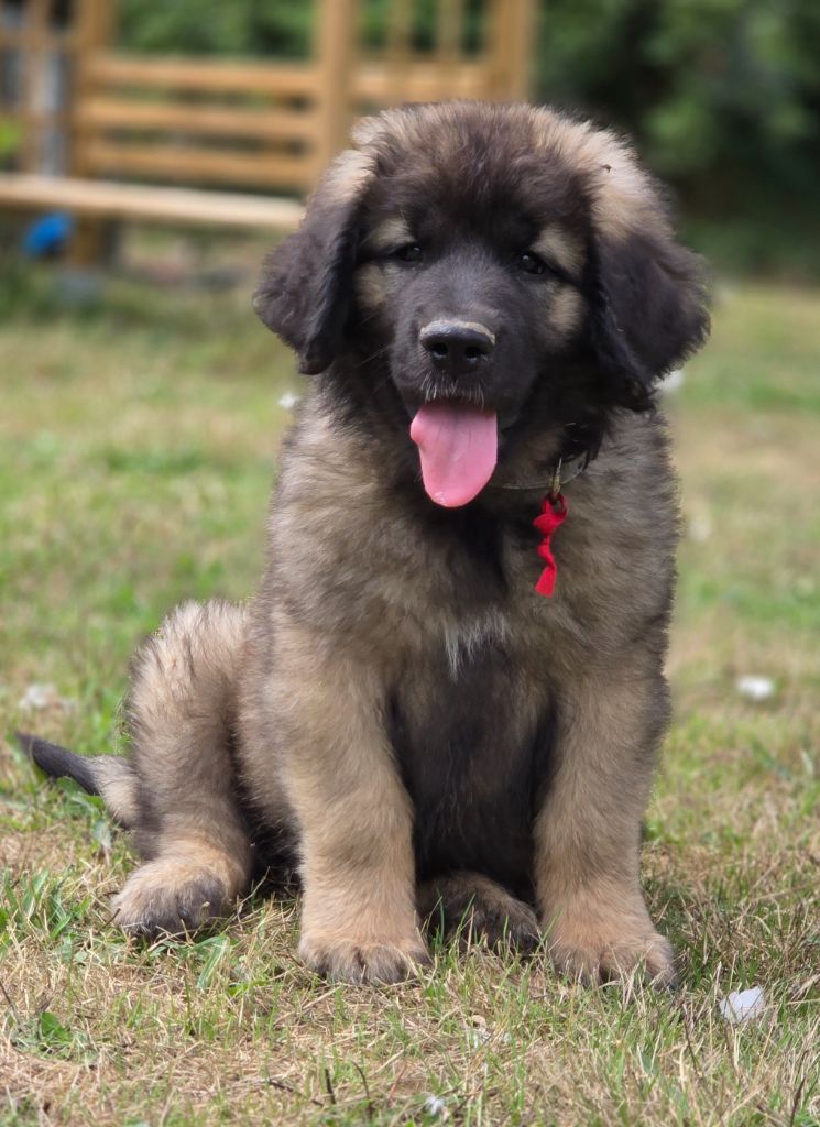 des Amis d'Olfy - Chiots disponibles - Leonberger