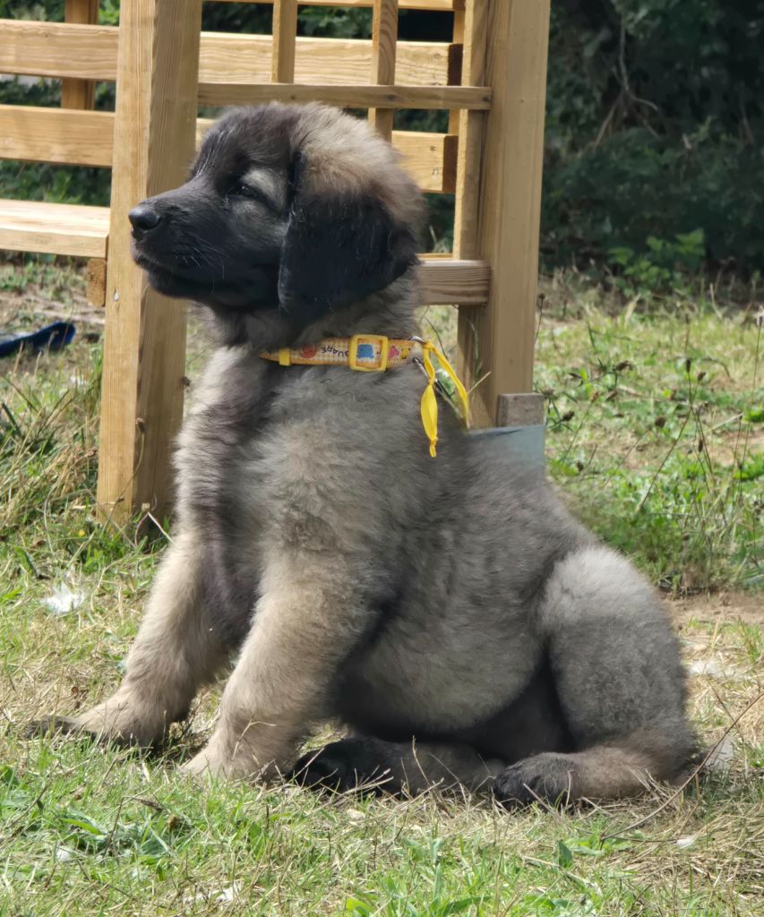 des Amis d'Olfy - Chiots disponibles - Leonberger