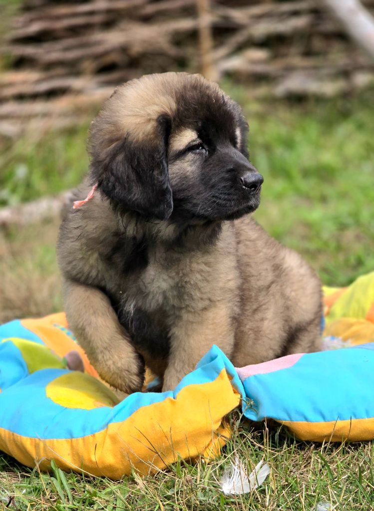 des Amis d'Olfy - Chiots disponibles - Leonberger