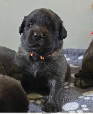 CHIOT 9