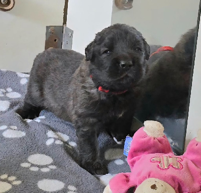 CHIOT 8
