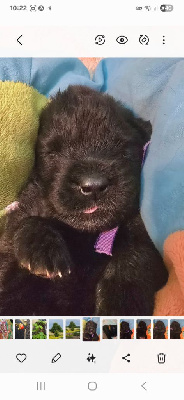 CHIOT 3
