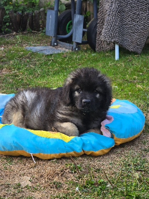 Aslan