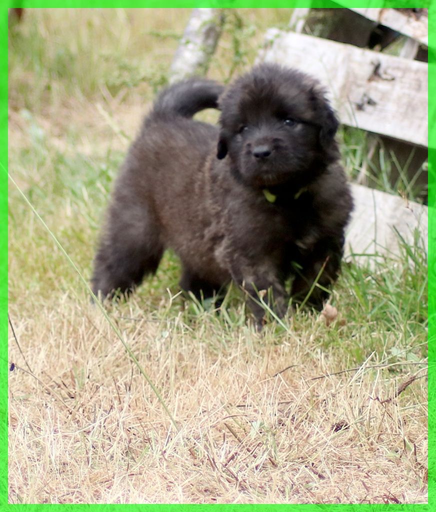 des Amis d'Olfy - Chiots disponibles - Leonberger