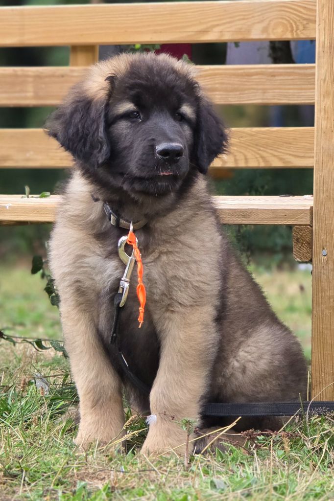 des Amis d'Olfy - Chiots disponibles - Leonberger