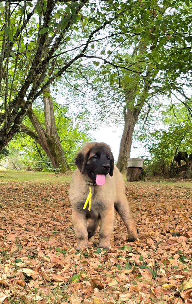 des Amis d'Olfy - Chiots disponibles - Leonberger